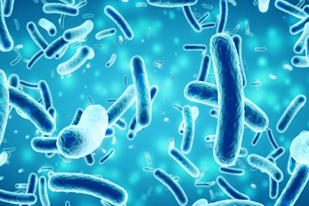 bakterie znajdujące się w jelitach