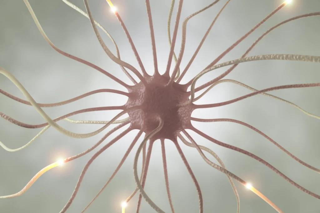 proces przewodzenia impulsów nerwowych w neuronie
