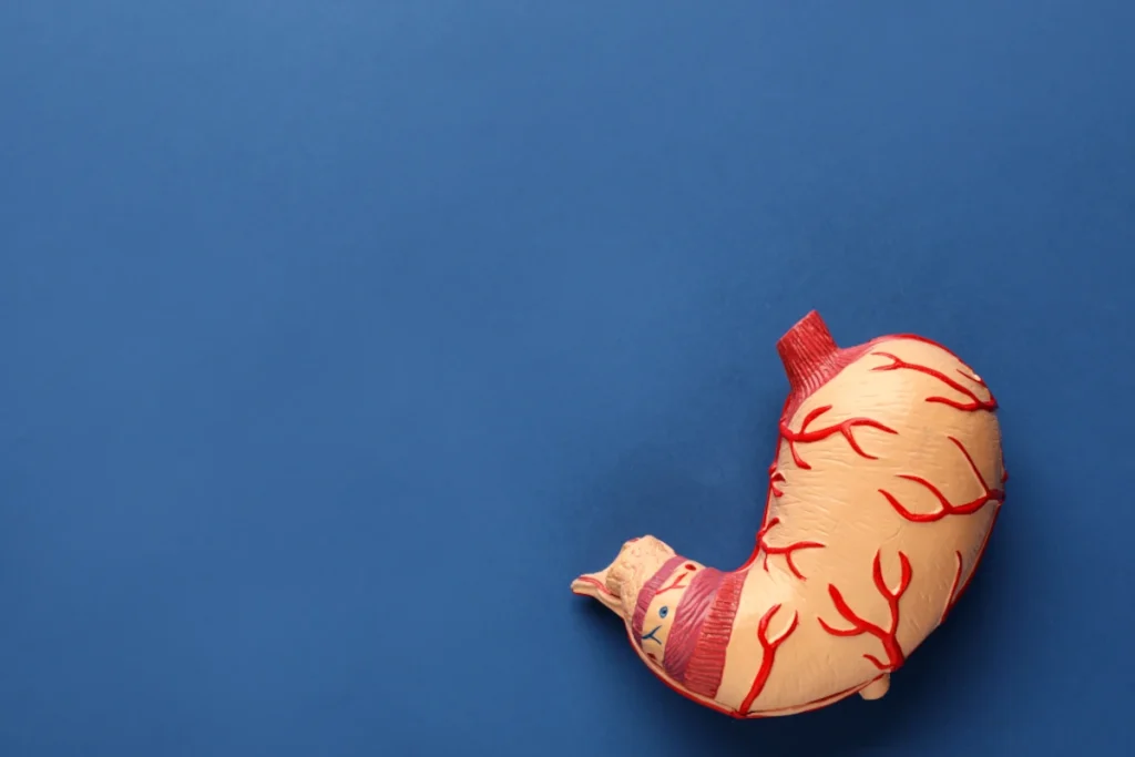 schemat budowy ludzkiego żołądka